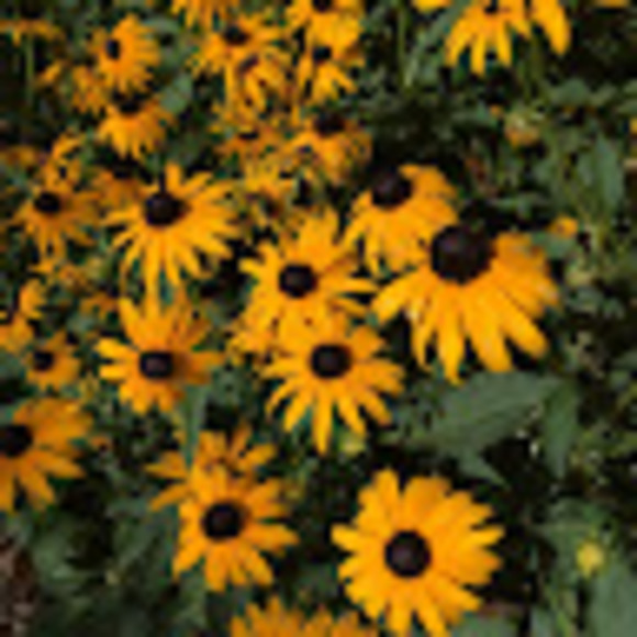 Meet your Posher, Isabelle - Picture 1 of 1